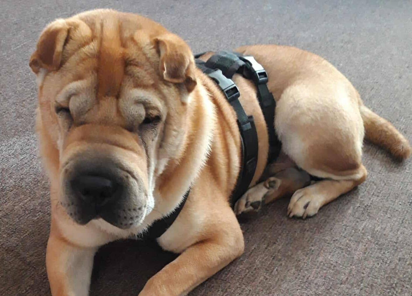 Briosa in 27259 Freistatt !!! Vermittlungshilfe !!!