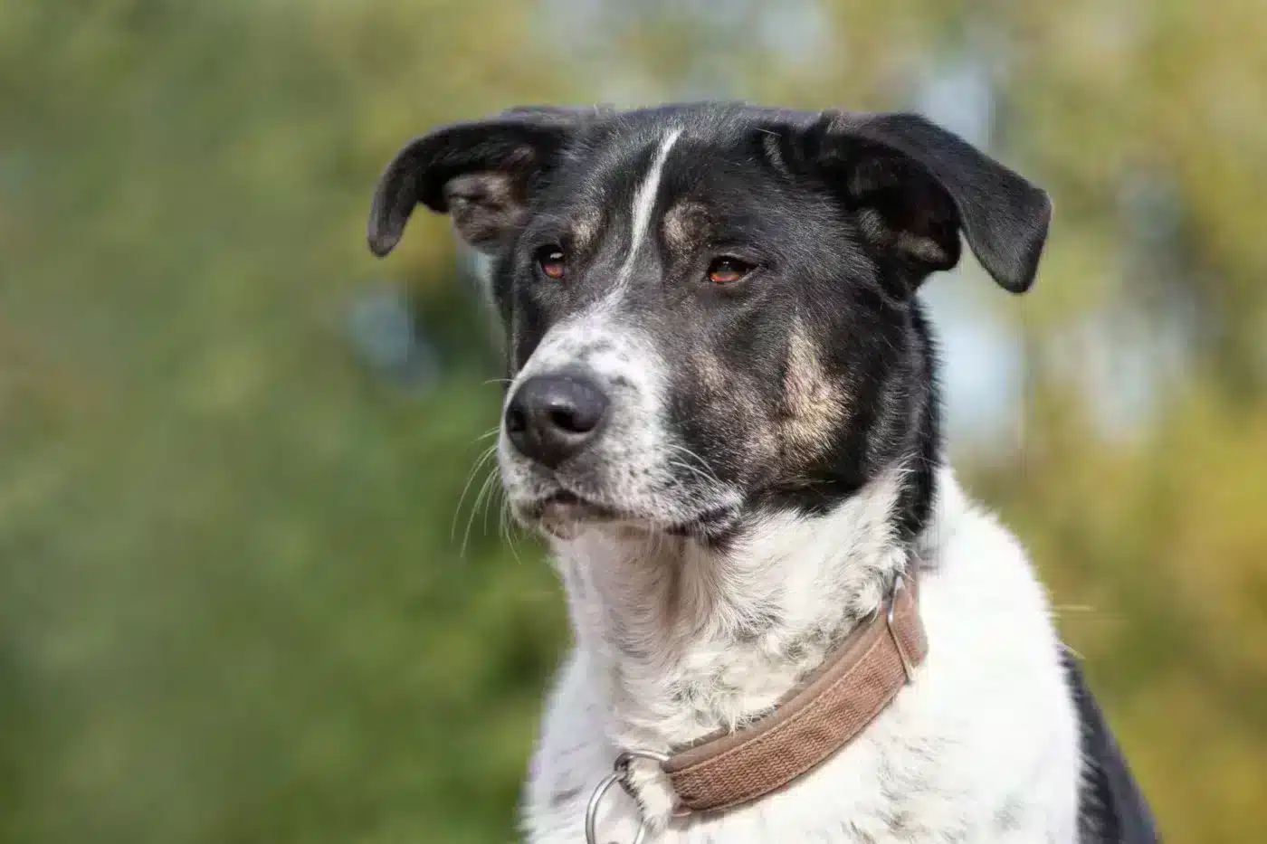 Tiger in 94227 Zwiesel !!! Vermittlungshilfe !!!