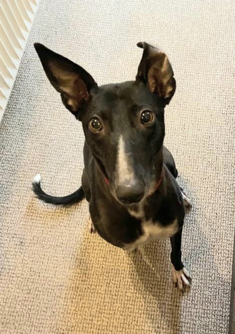 Fridolin in 78435 Moos – Bild 5