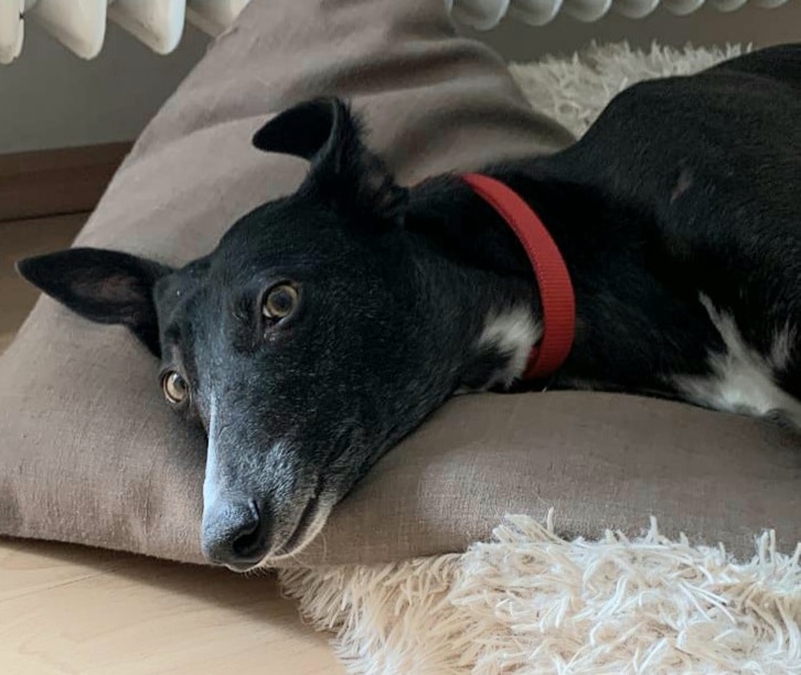 Fridolin in 78435 Moos – Bild 3