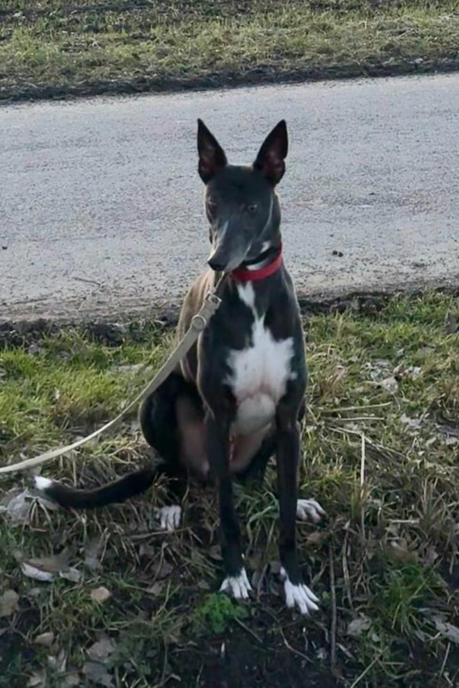 Fridolin in 78435 Moos – Bild 4