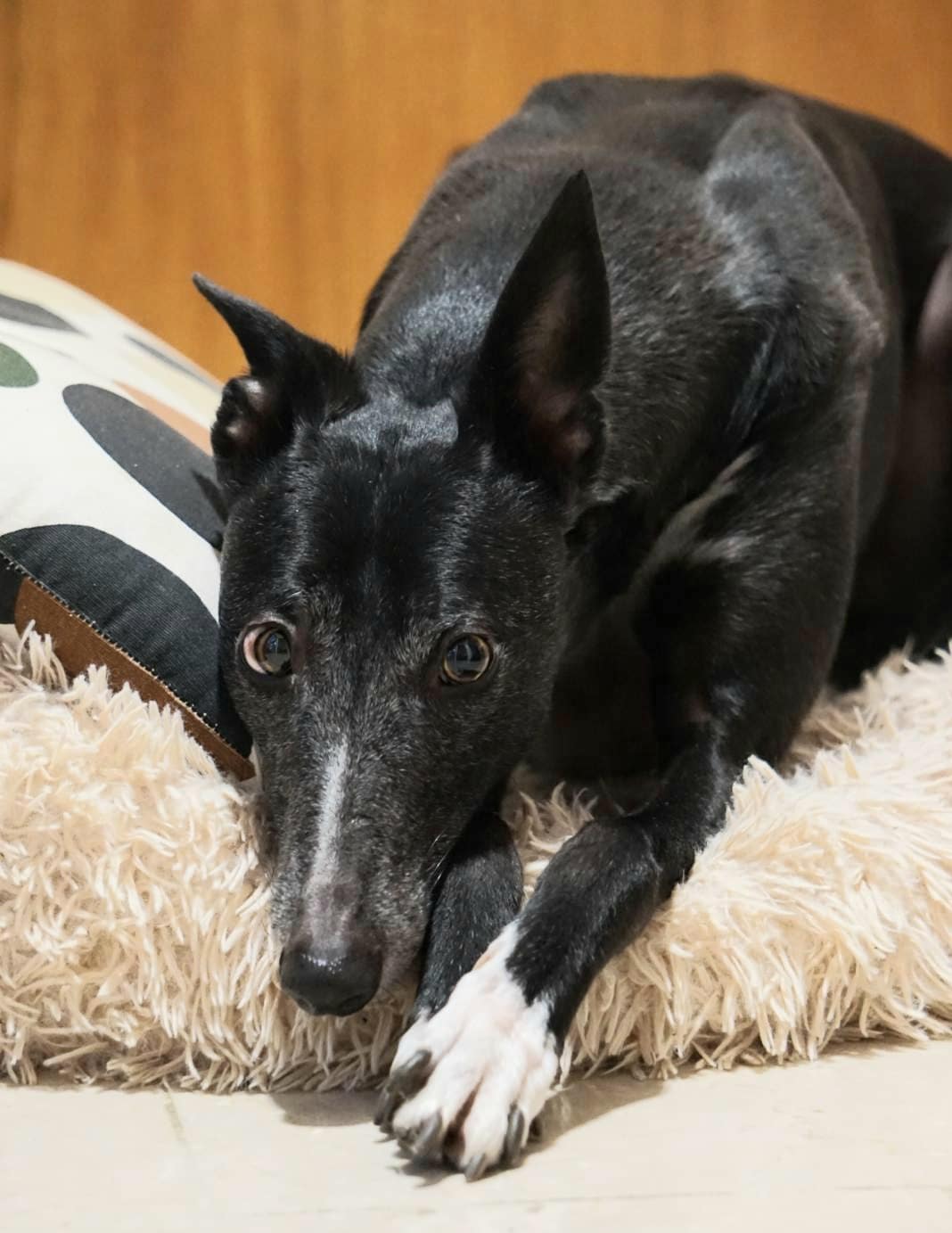 Fridolin in 78435 Moos – Bild 2