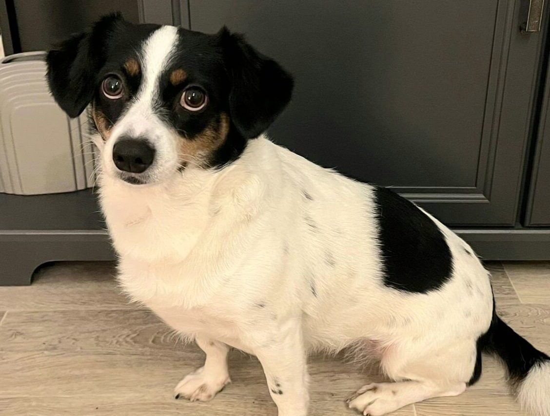 Zilli in 15711 Königs Wusterhausen