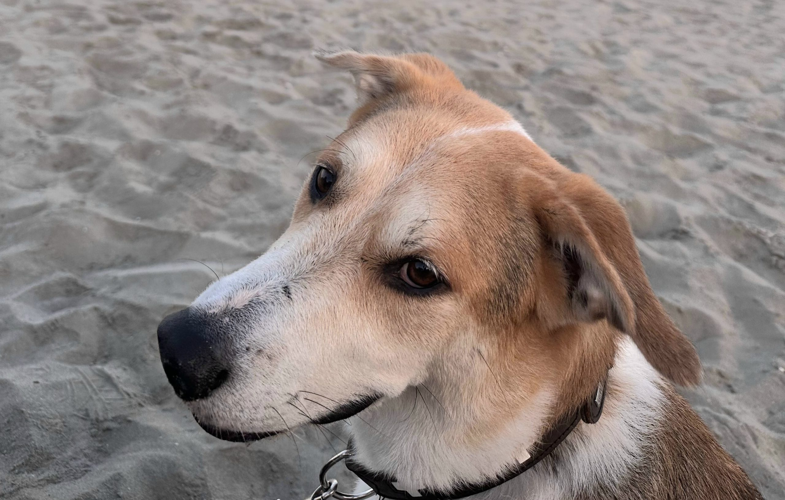 Gino in 78628 Rottweil !!! Vermittlungshilfe !!!