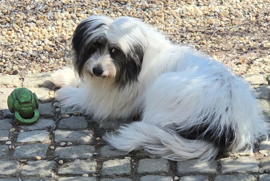 Soukie in 52006 Aachen !!! Vermittlungshilfe !!!