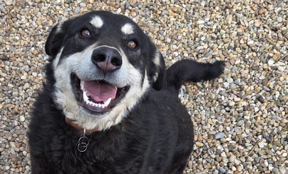 Zoe in 52006 Aachen !!! Vermittlungshilfe !!!