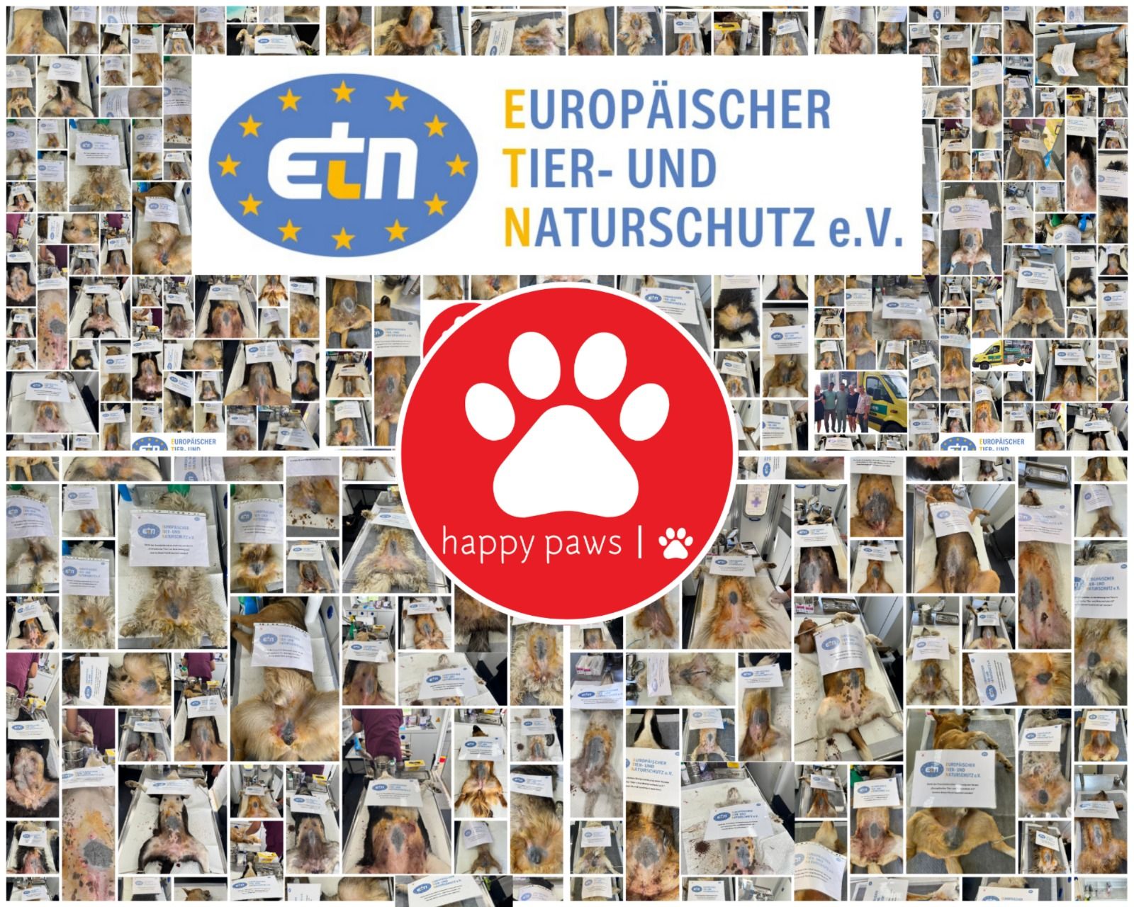 Eine weitere Kastrationswoche – Dank dem ETN – Europäischer Tier- und Naturschutz