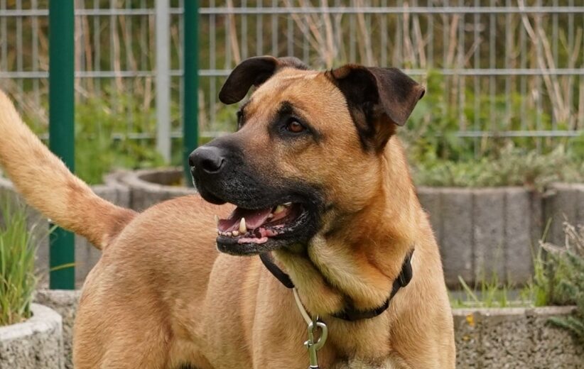 Loki in 78628 Rottweil !!! Vermittlungshilfe !!!